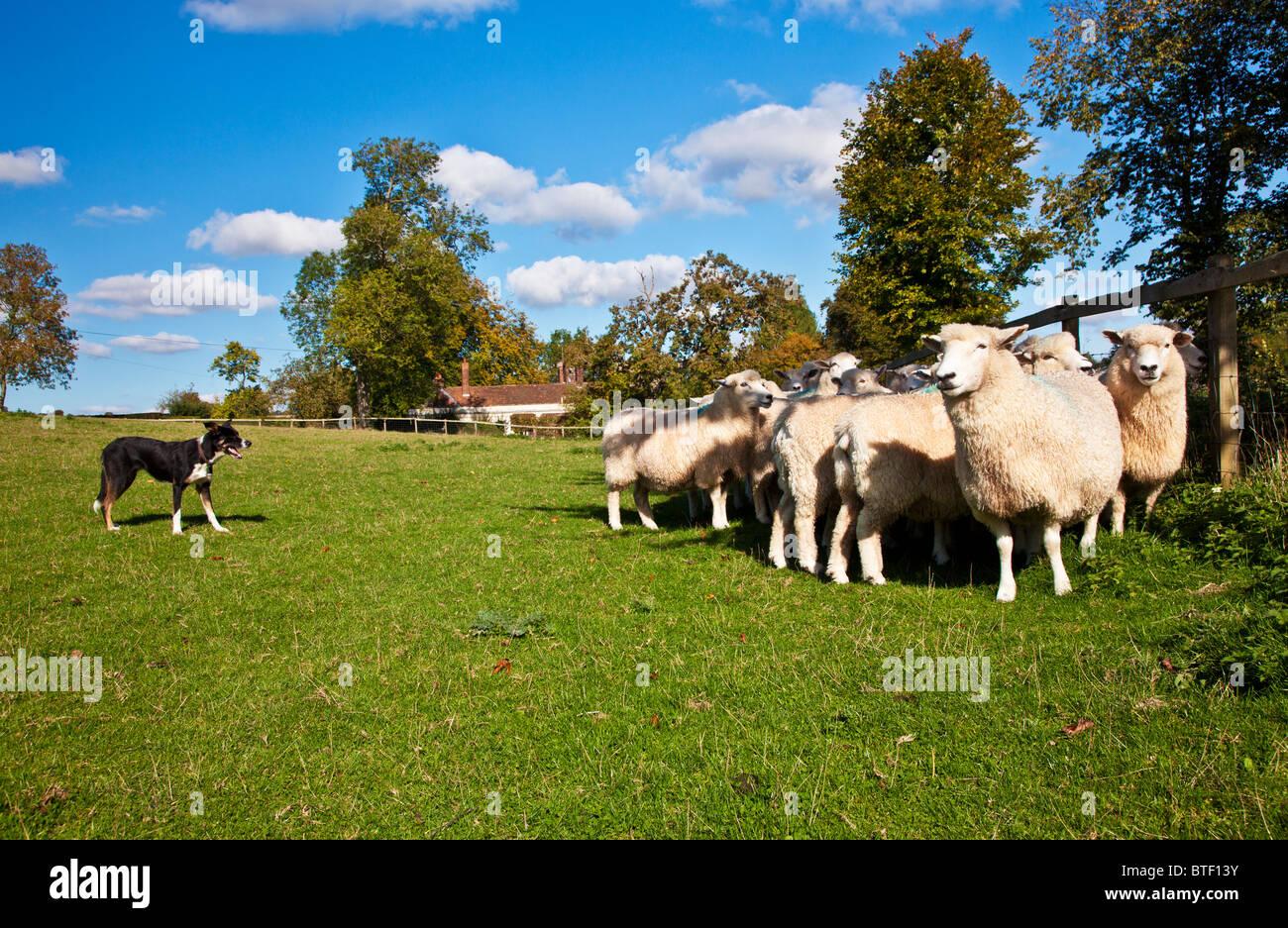 Un Border Collie ovejero controlar un rebaño de ovejas romney en un campo contra la valla Foto de stock