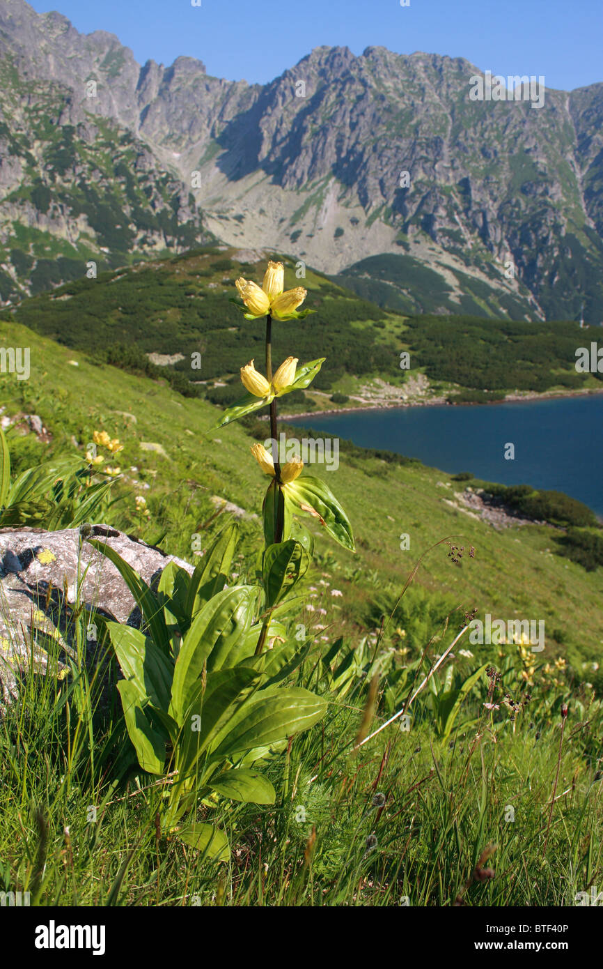 Manchada de genciana (Gentiana punctata) en el Valle de 5 lagos, montañas Tatra Polaco, Polonia Foto de stock