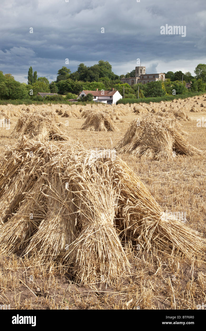 Puntadas de trigo cosechado y apilado para secado con curry del norte Iglesia San Pedro y san Pablo en fondo , Somerset Foto de stock