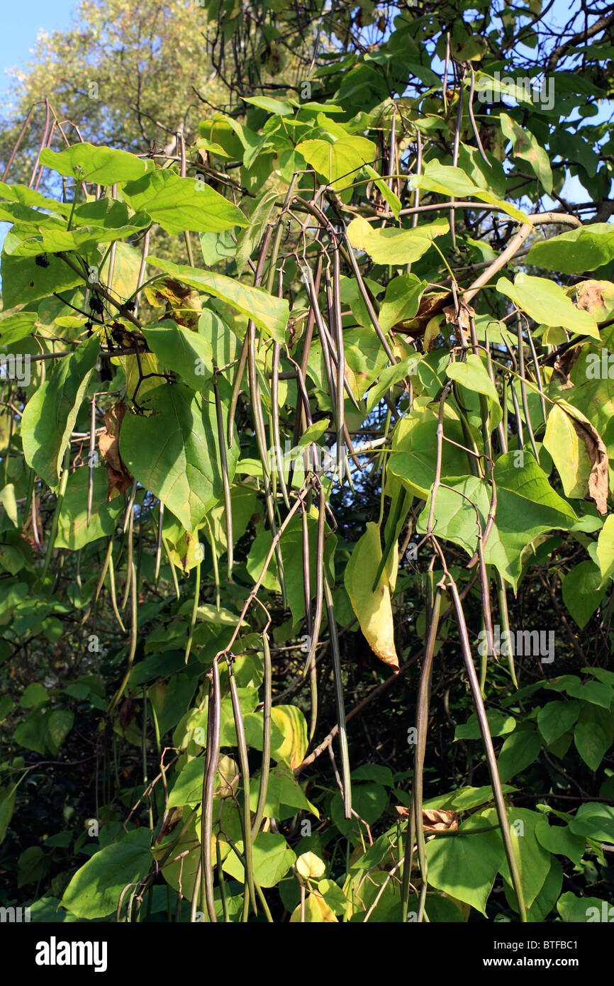 Bean indio, Catalpa bignonioides árbol creciendo en Surrey, Inglaterra Foto de stock
