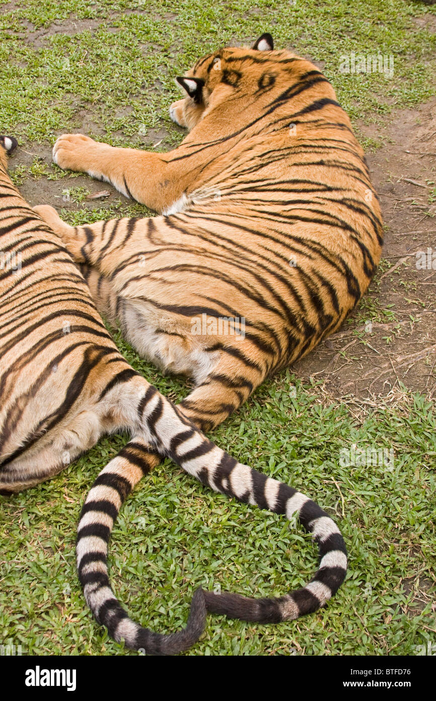 Cola de tigre fotografías e imágenes de alta resolución Alamy