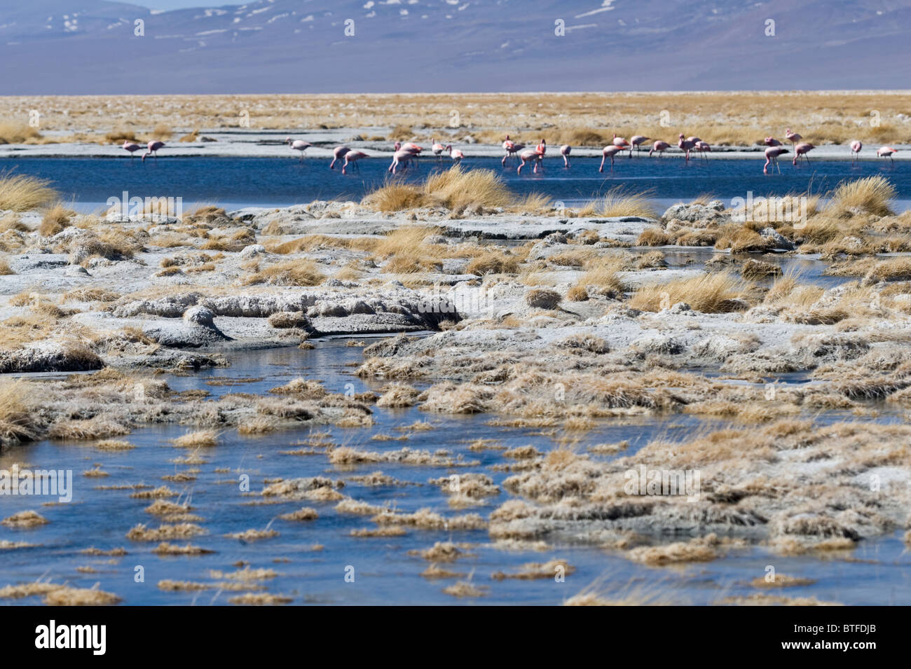 El Flamenco Andino Phoenicopterus Andinus Grey Fuentes