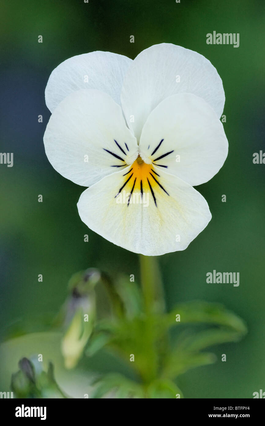 Violeta flor pensamientos viola blanco fotografías e imágenes de alta  resolución - Alamy