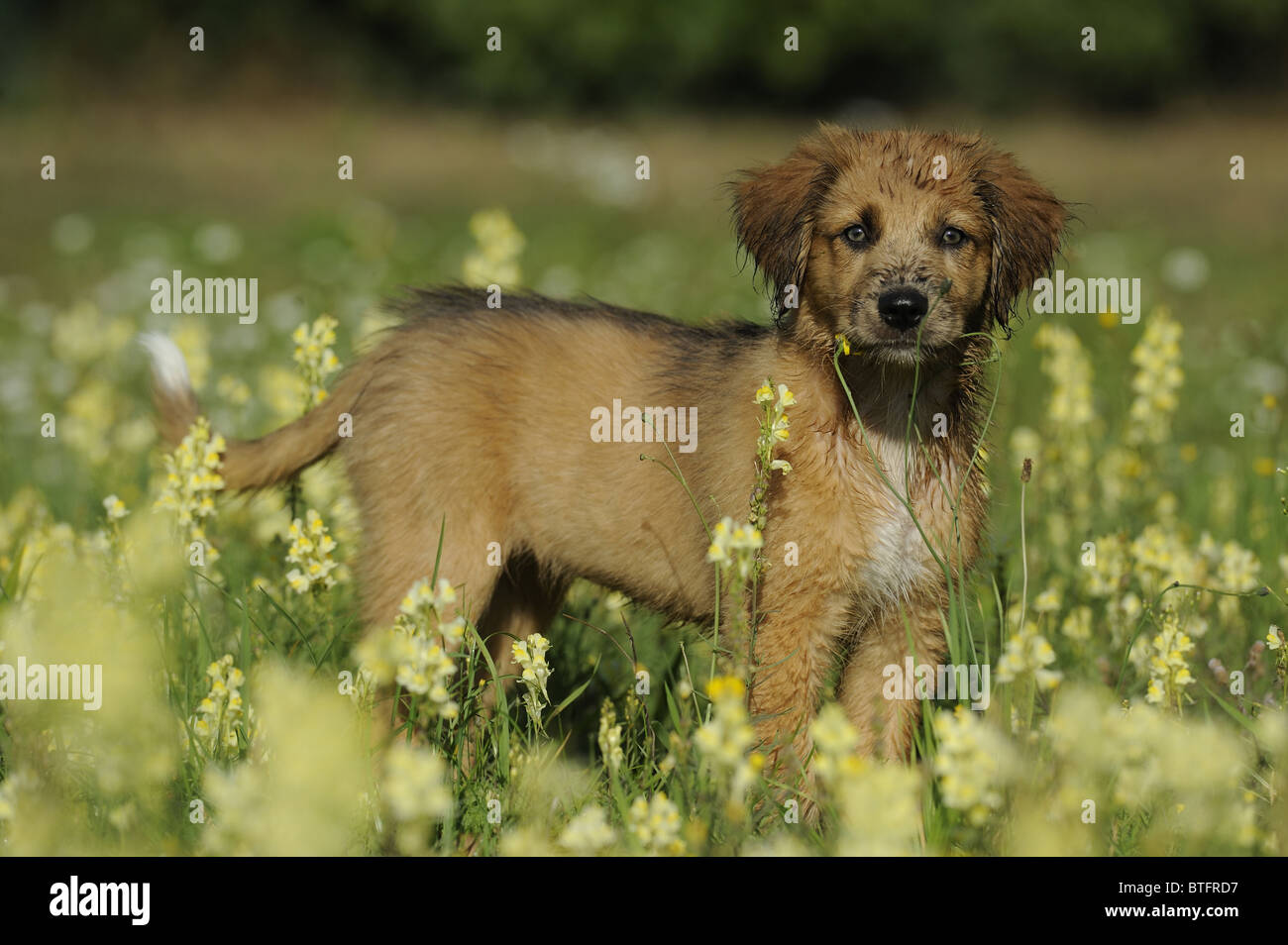 Waeller (Canis lupus familiaris). Cachorro de pie en un prado de flores. Foto de stock