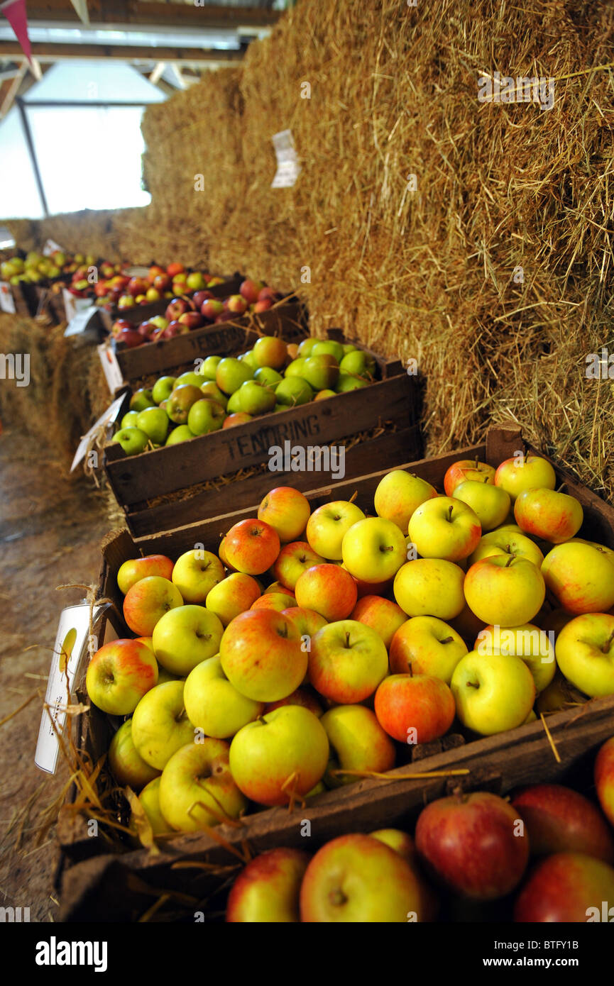 Manzanas en pantalla durante el Festival de la manzana en Oriente Granja en Sussex Foto de stock