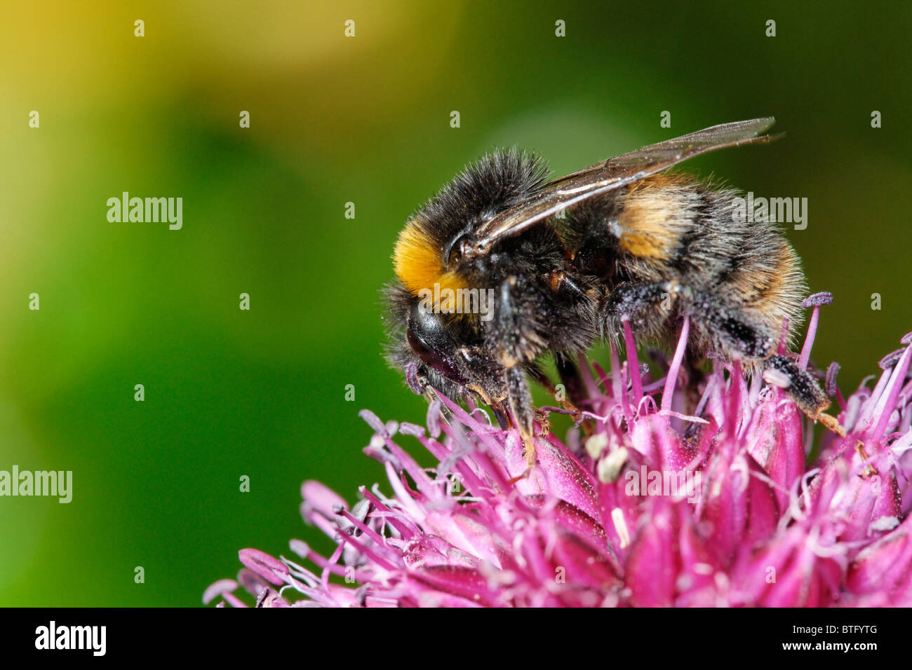 Un abejorro Allium alimentarse de una flor. Foto de stock