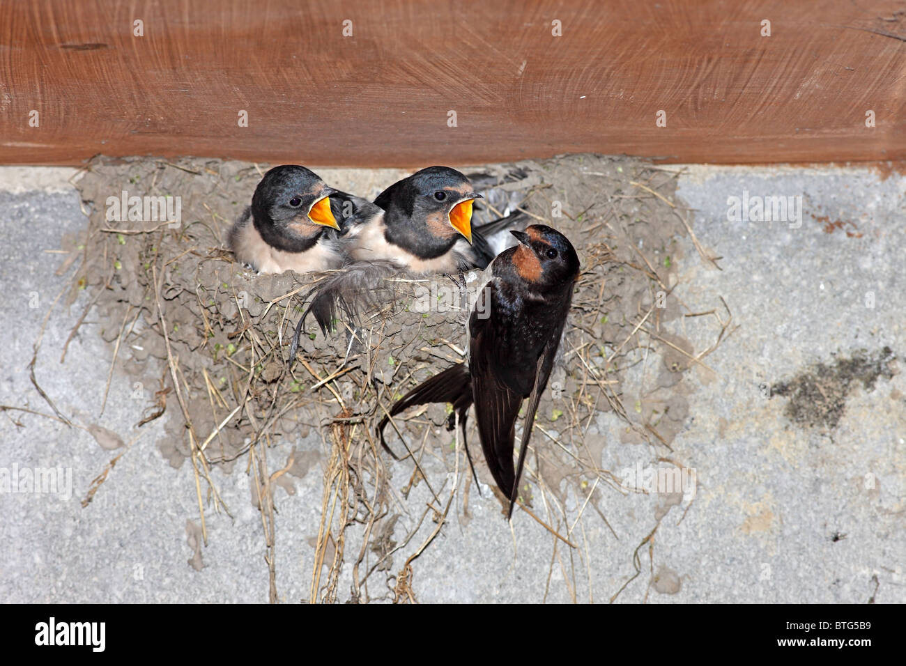 Adultos Hirundo rustica Golondrina alimentar a sus crías en el nido Reino Unido Foto de stock