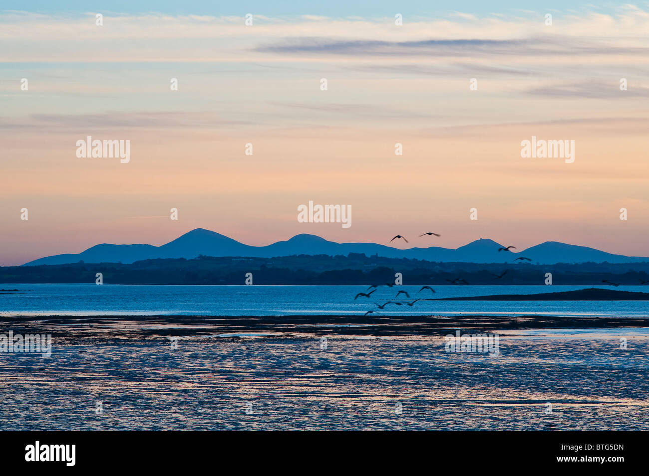 Los gansos de Canadá vuelan hacia las Montañas Mourne al atardecer, visto desde el Monte Stewart en la Península de ARDS a través de Strangford Lough, Irlanda del Norte Foto de stock