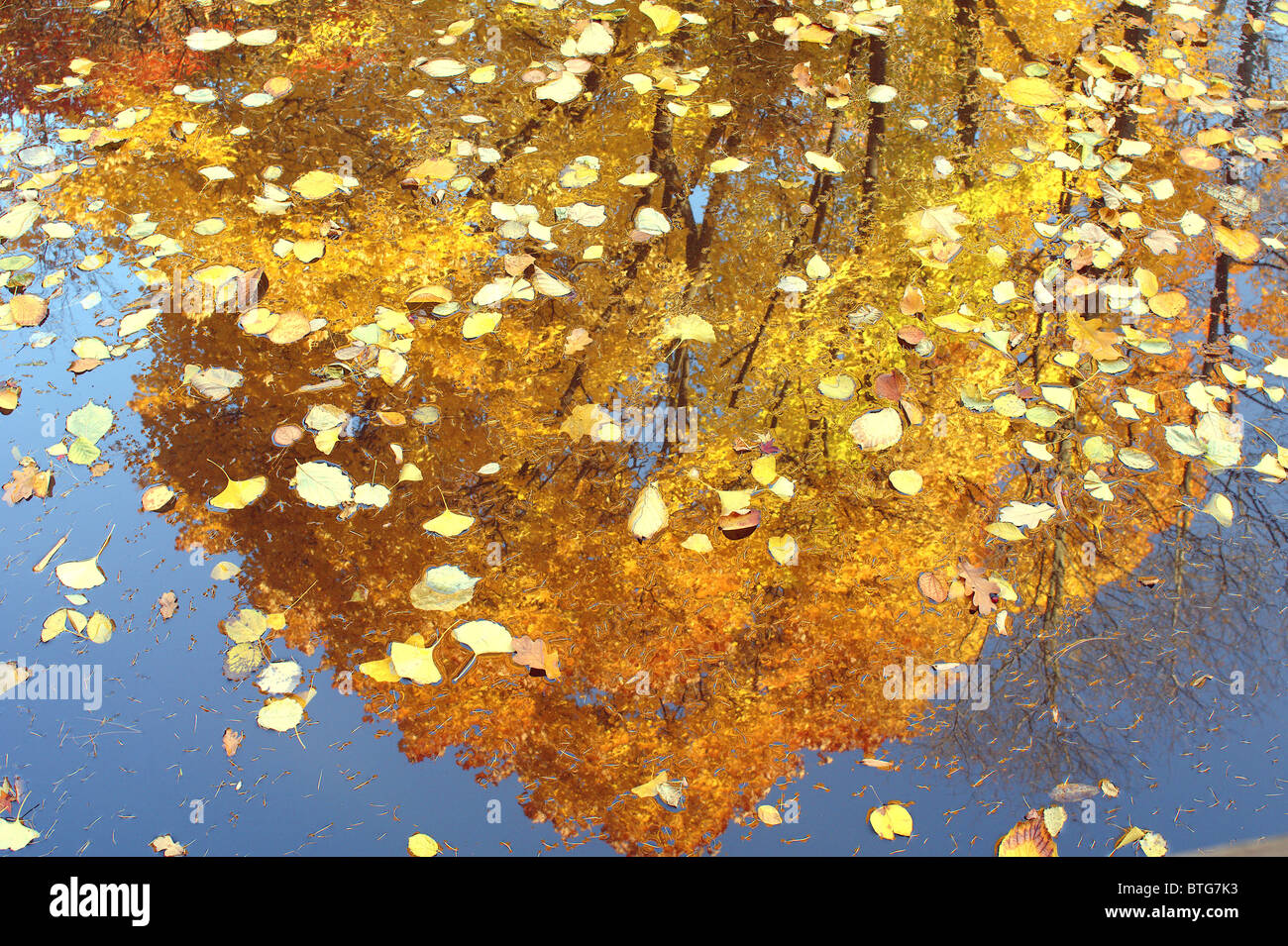 Arce italiano amarillo follaje de otoño reflexiones reflexionando sobre el  agua Acer opalus Fotografía de stock - Alamy