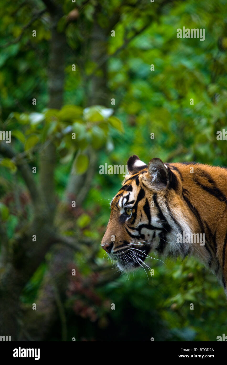 Un cautivo Sumatran Tiget Foto de stock