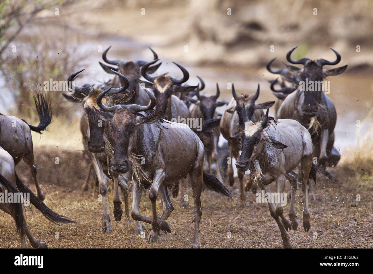 Los ñus corriendo tras cruzar el río Mara. Esto es parte de la migración anual.La Reserva Nacional de Masai Mara. Kenya Foto de stock