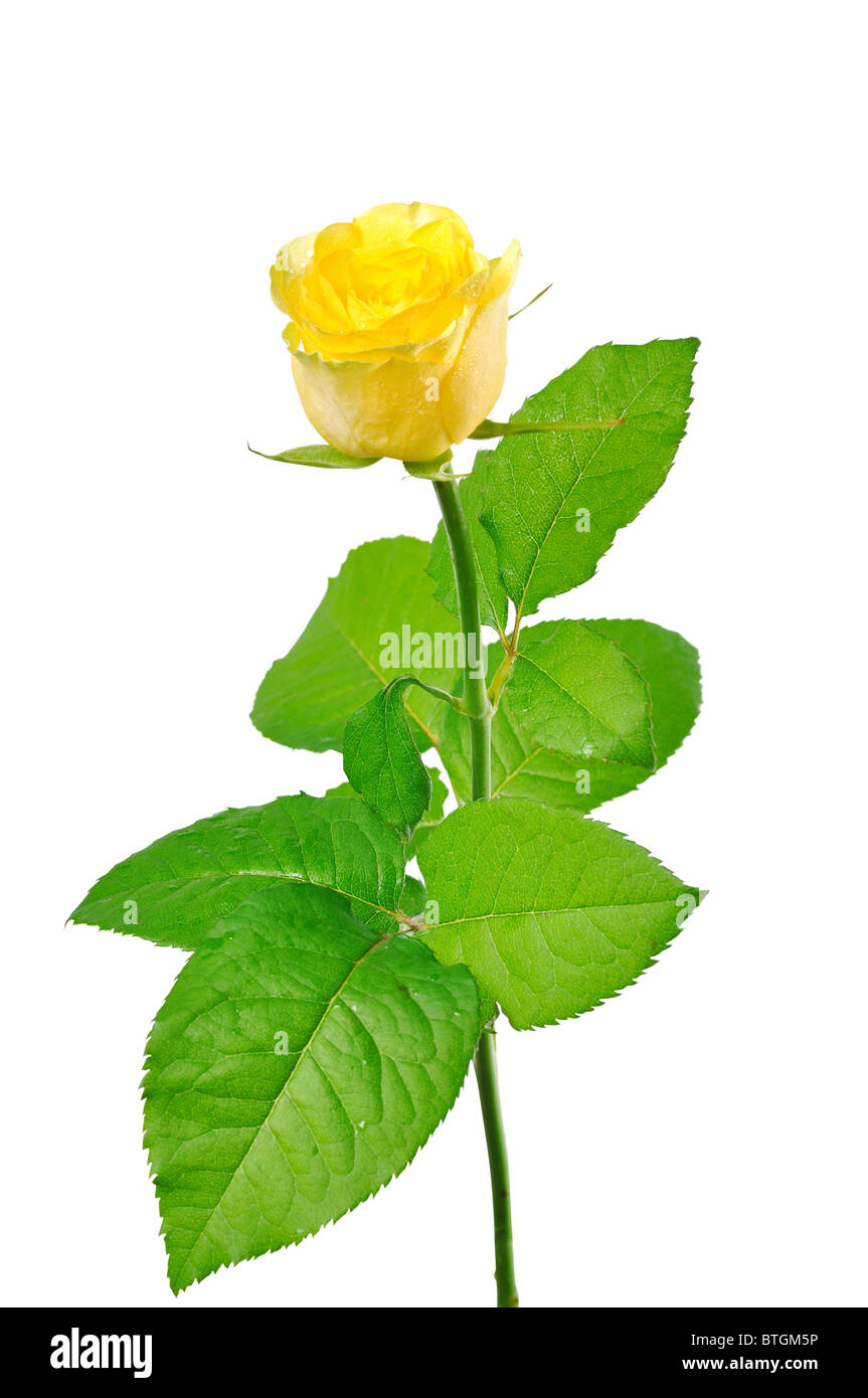 Una rosa amarilla con hojas verdes sobre un fondo blanco. Foto de stock