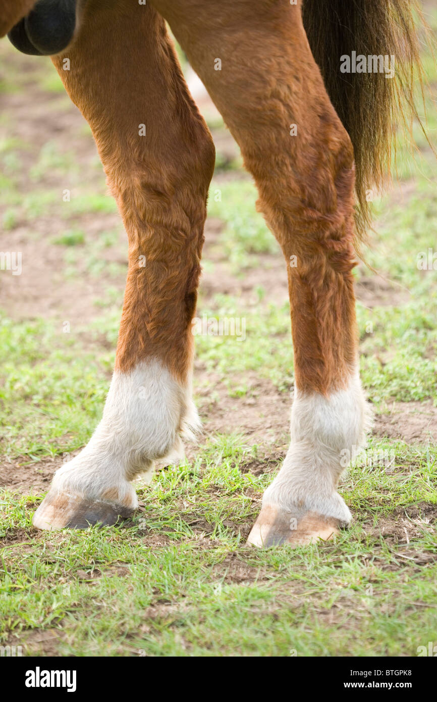 A Los Pies Del Caballo Pies Del Caballo Fotos e Imágenes de stock - Alamy