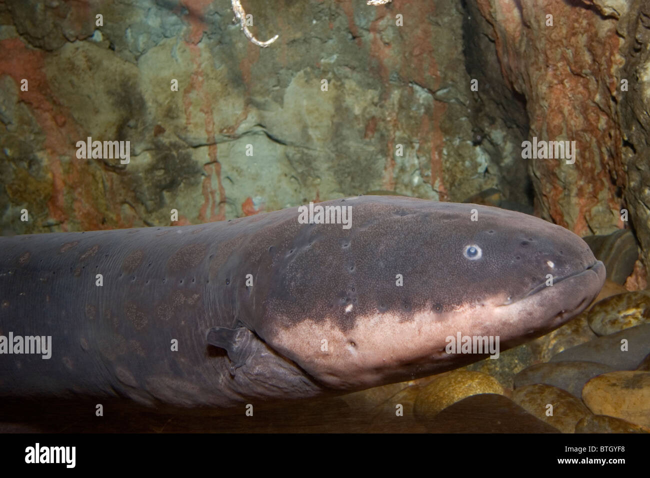 Anguila Electrica Electrophorus Electricus Cuenca Del Rio Amazonas Fotografia De Stock Alamy