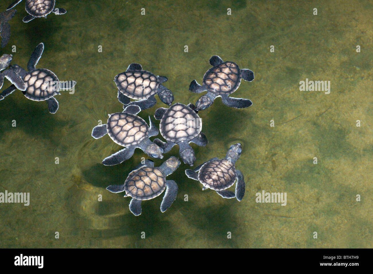 La tortuga verde (Chelonia mydas). Las crías en un tanque de agua de mar. Criadero de tortugas Kosgoda, Sri Lanka. Foto de stock