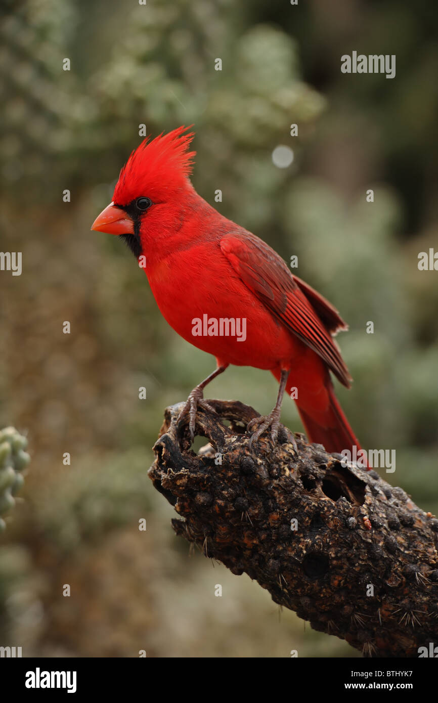 Cardenal norteño (Cardinalis cardinalis) - Arizona - Varón - Encaramado Foto de stock