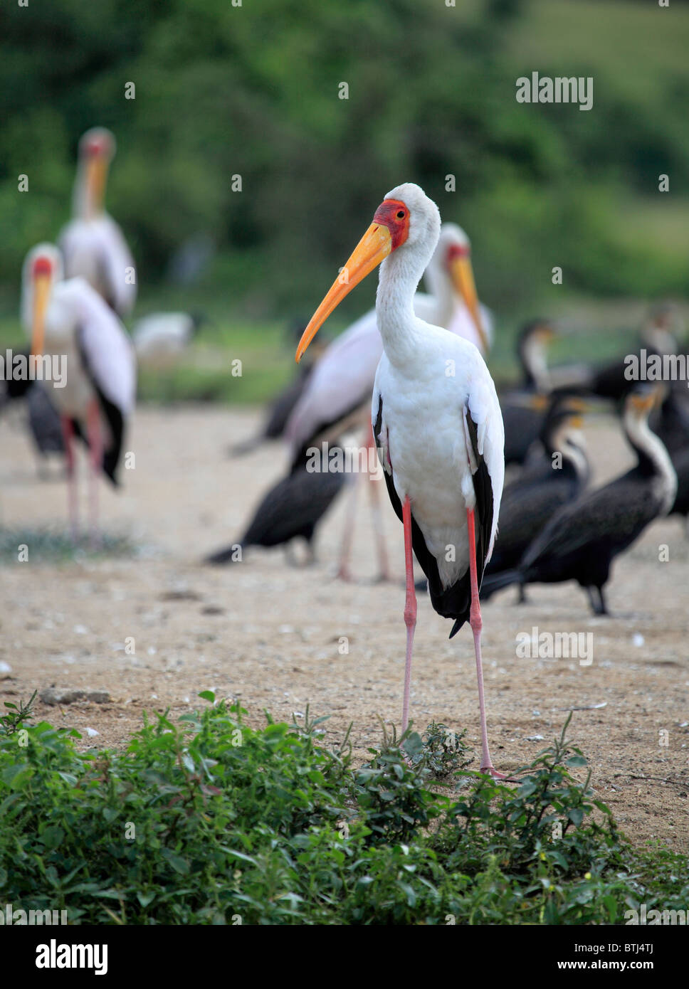 Marabou Stork (Leptoptilos crumeniferus), el Parque Nacional Queen Elizabeth, Uganda, África Oriental Foto de stock