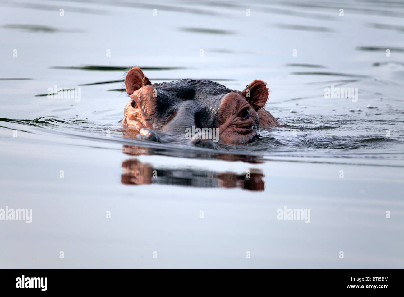Hipopótamos (Hippopotamus amphibius), Parque Nacional de Murchison Falls, Uganda, África Oriental Foto de stock