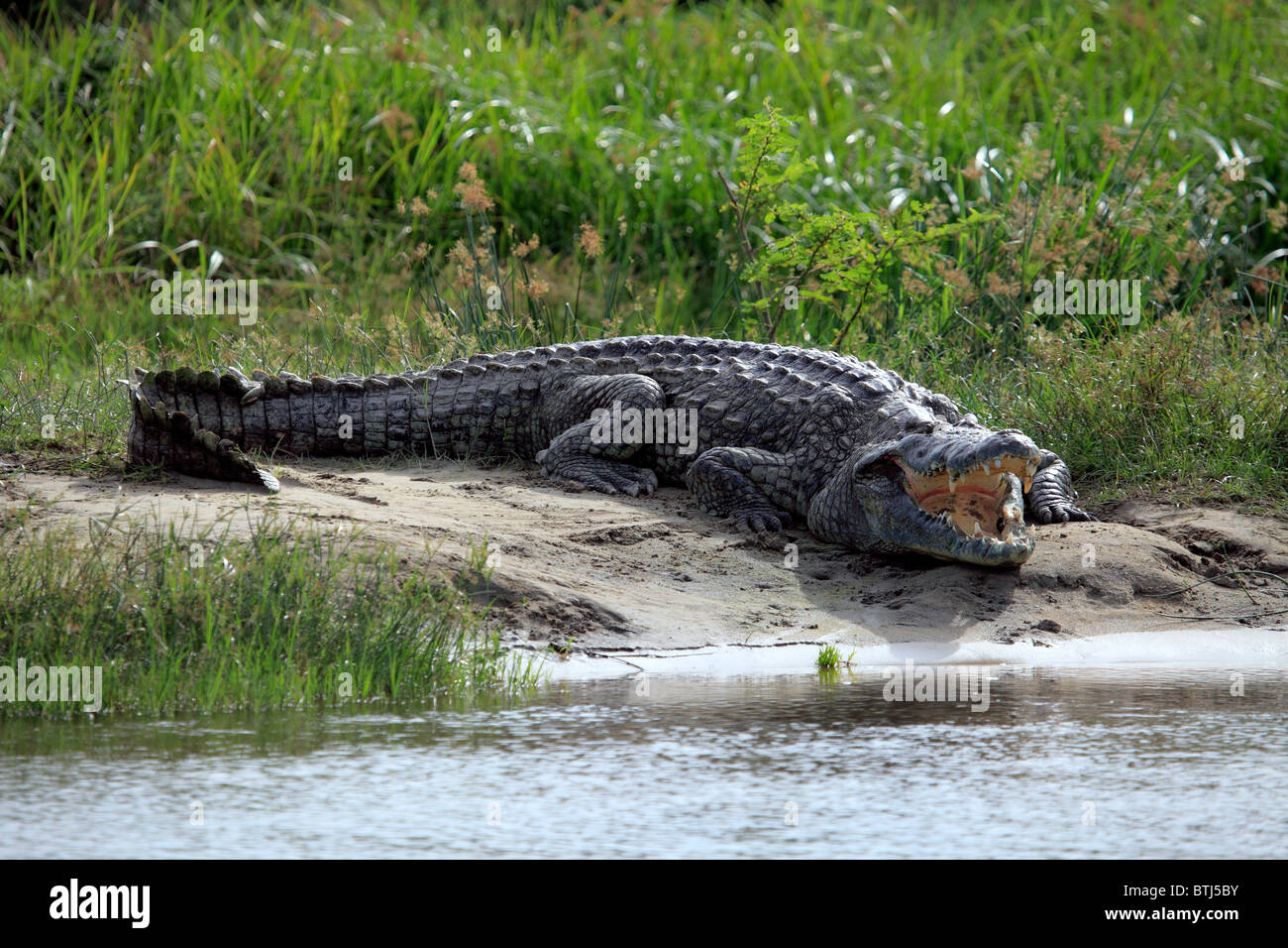 (Crocodylus niloticus), Parque Nacional de Murchison Falls, Uganda, África Oriental Foto de stock