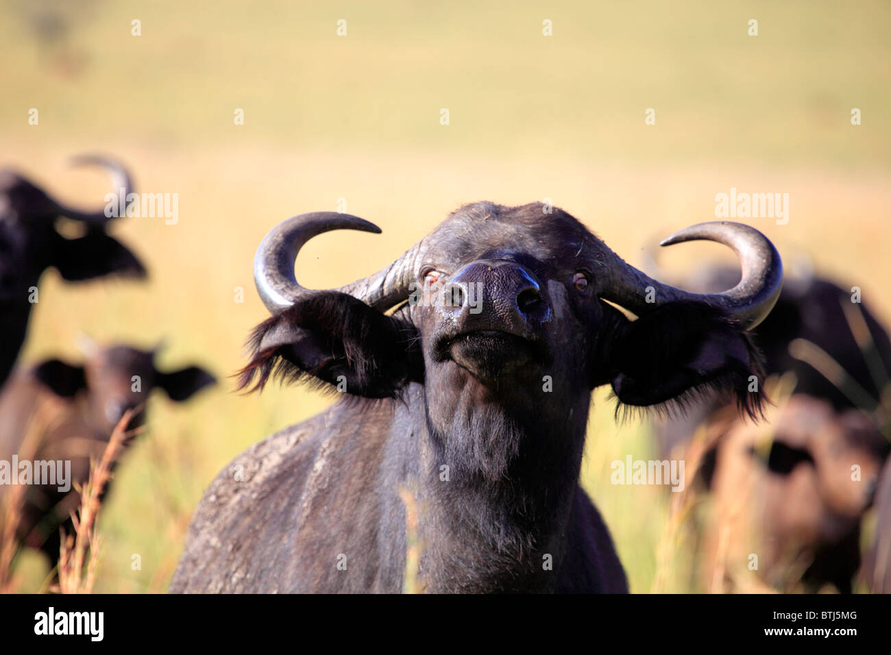 El búfalo africano, Affalo, Cape Buffalo (Syncerus caffer), PARQUE NACIONAL Kidepo, Uganda, África Oriental Foto de stock