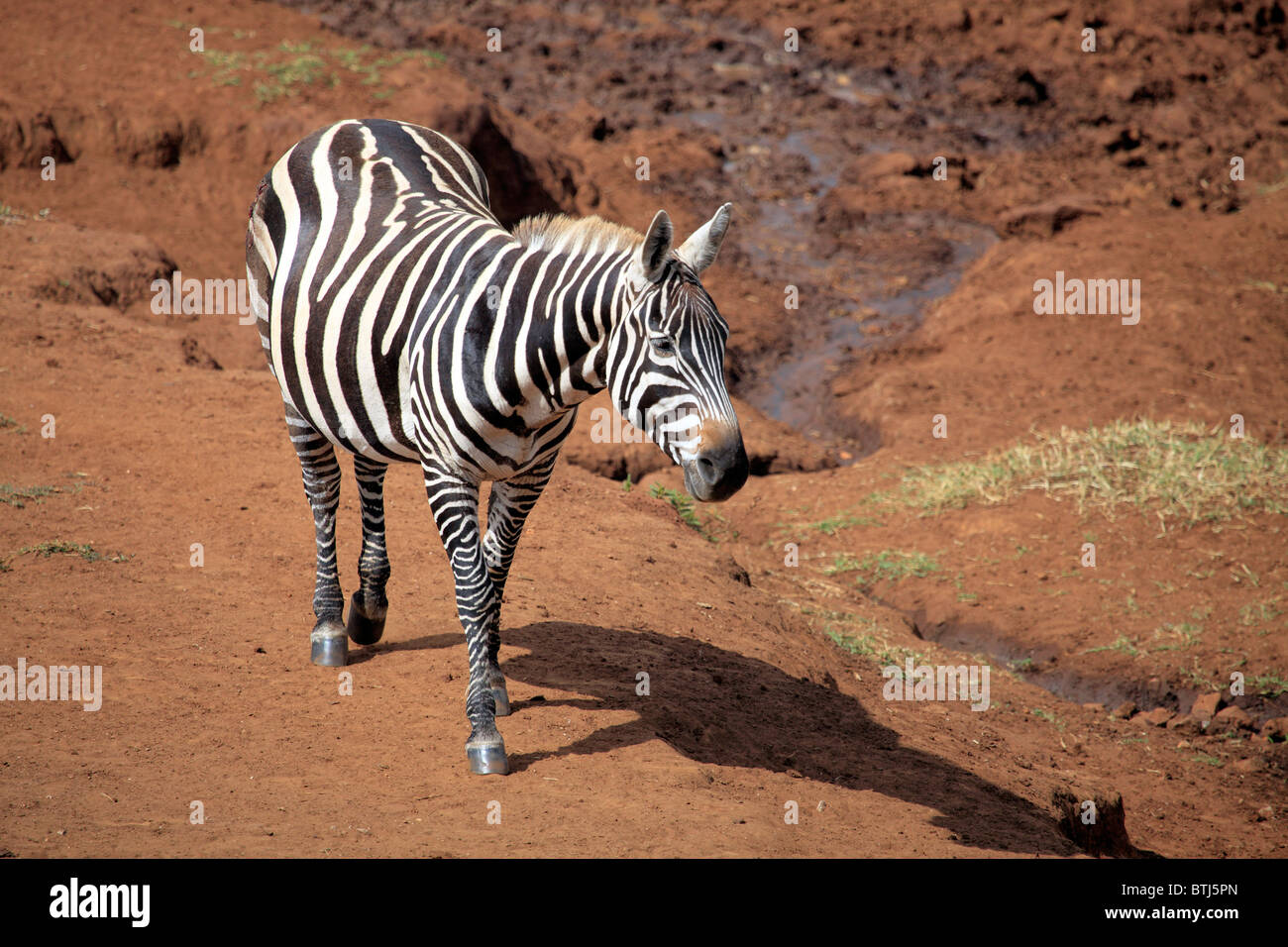 Cebra (Equs burchelli), PARQUE NACIONAL Kidepo, Uganda, África Oriental Foto de stock