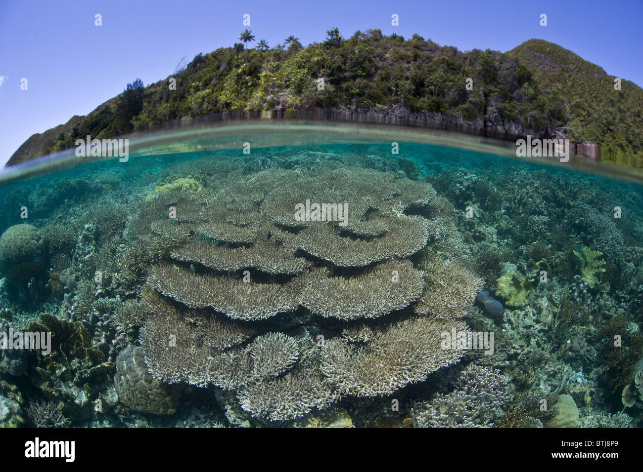 Un arrecife de coral crece justo bajo la superficie de un lago tranquilo en la parte oriental de Indonesia. Foto de stock
