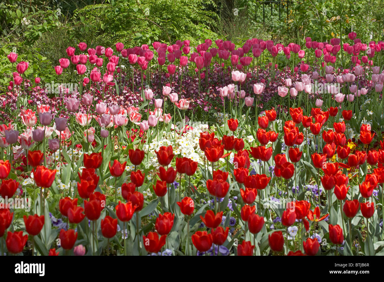 Los tulipanes, St. James's Park, Londres, Inglaterra, Reino Unido Foto de stock