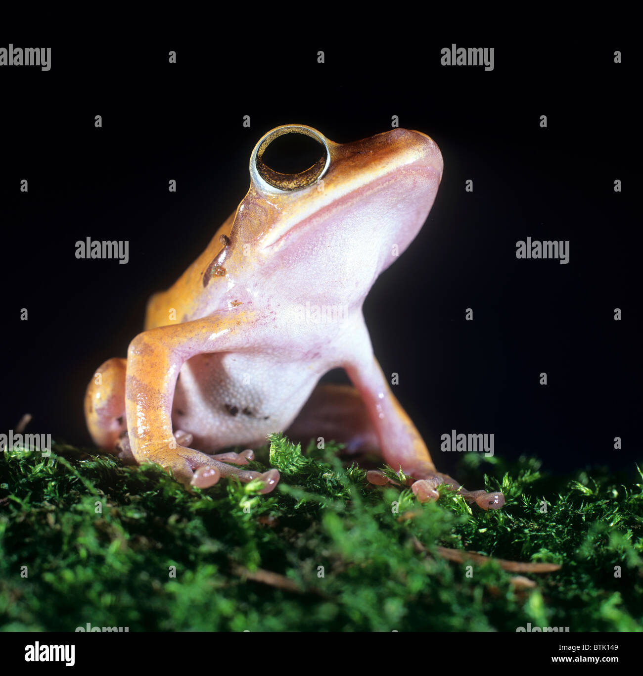 Golden Tree Frog, la rana arborícola de labios blancos (Rhacophorus leucomystax, Polypedates leucomystax) en MOSS. Foto de stock