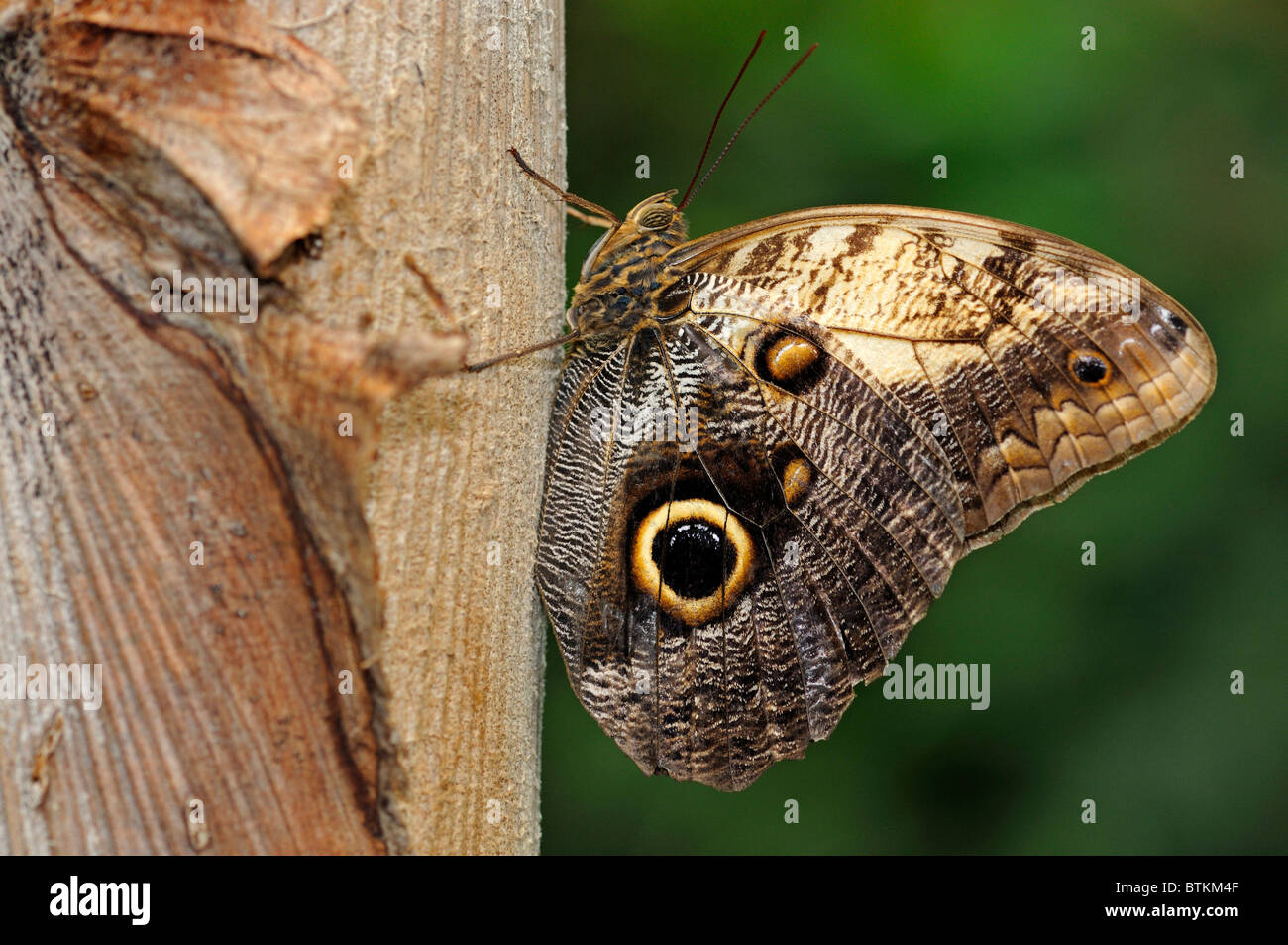 Mariposa búho Caligo eurilochus, Nymphalidae, encontró en América del Sur Foto de stock