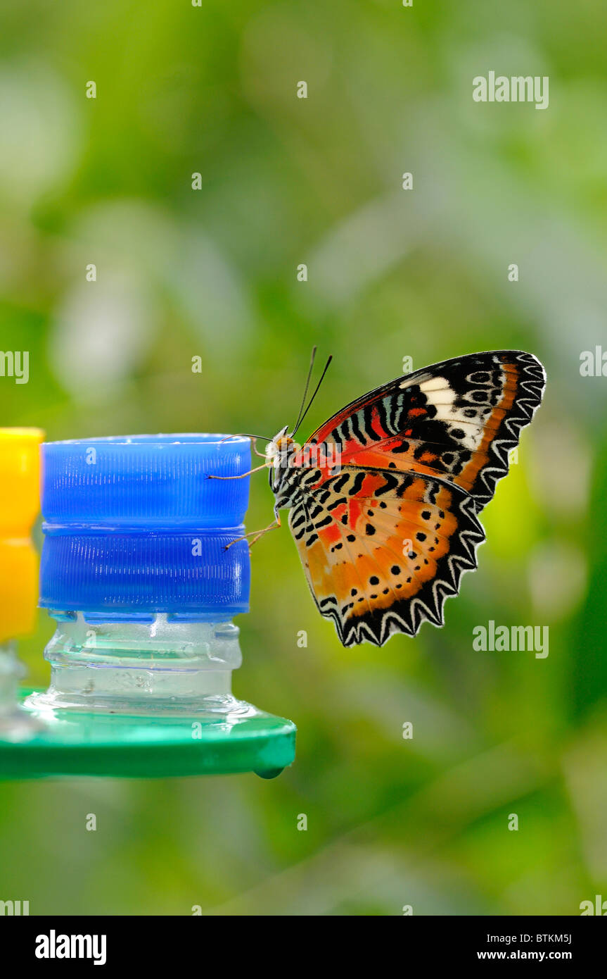 Leopard Lacewing, mariposa Cethosia cyane, en un espacio de alimentación Foto de stock