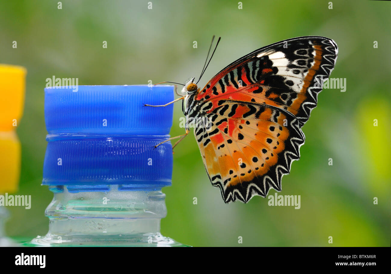 Leopard Lacewing, mariposa Cethosia cyane, en un espacio de alimentación Foto de stock