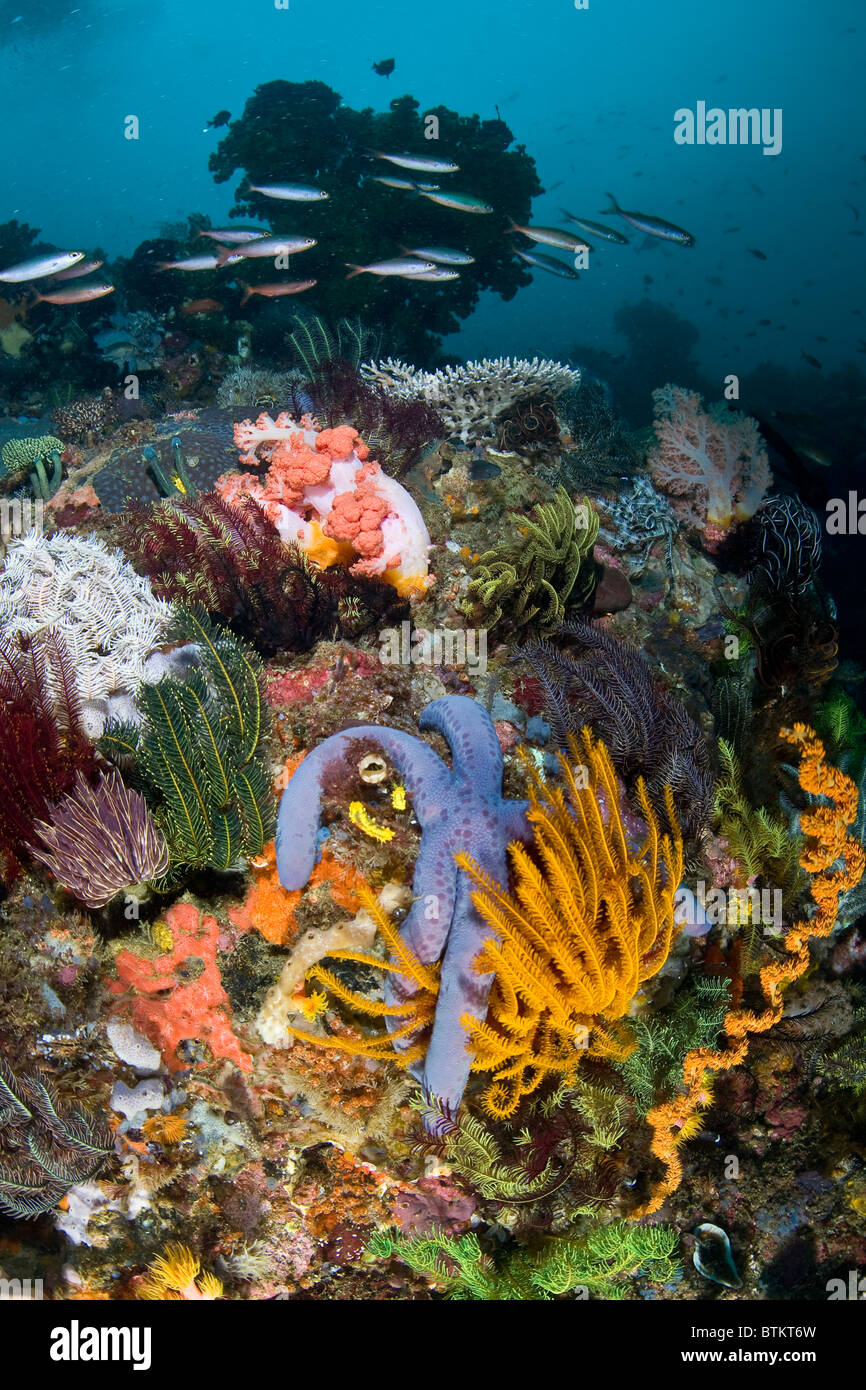 Fusiliers nadar en una colorida y arrecifes sanos cerca de Komodo, en Indonesia. Foto de stock