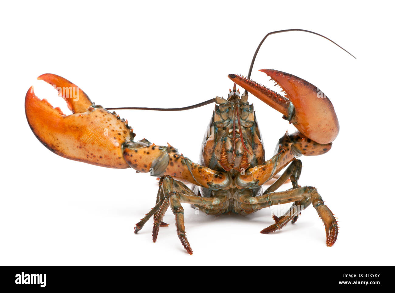 Bogavante americano, Homarus americanus, delante de un fondo blanco Foto de stock