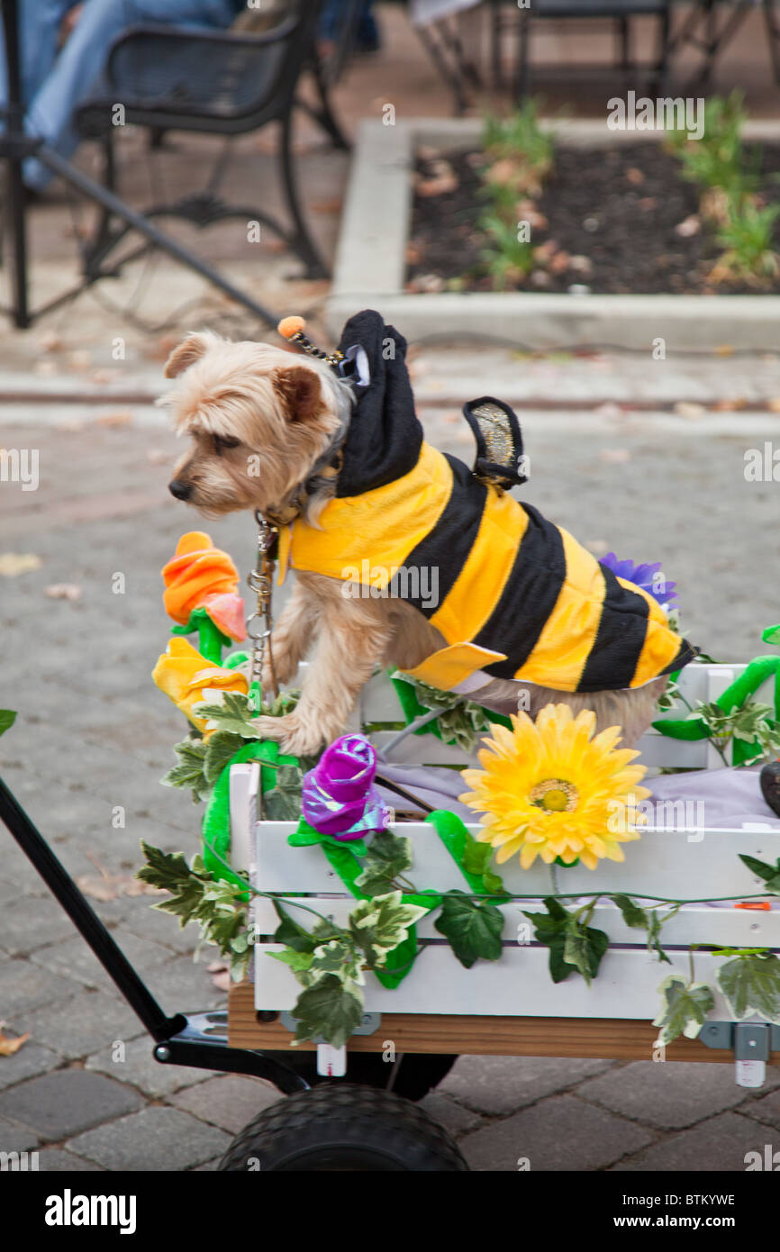 Desfile de mascotas fotografías e imágenes de alta resolución - Página 7 -  Alamy