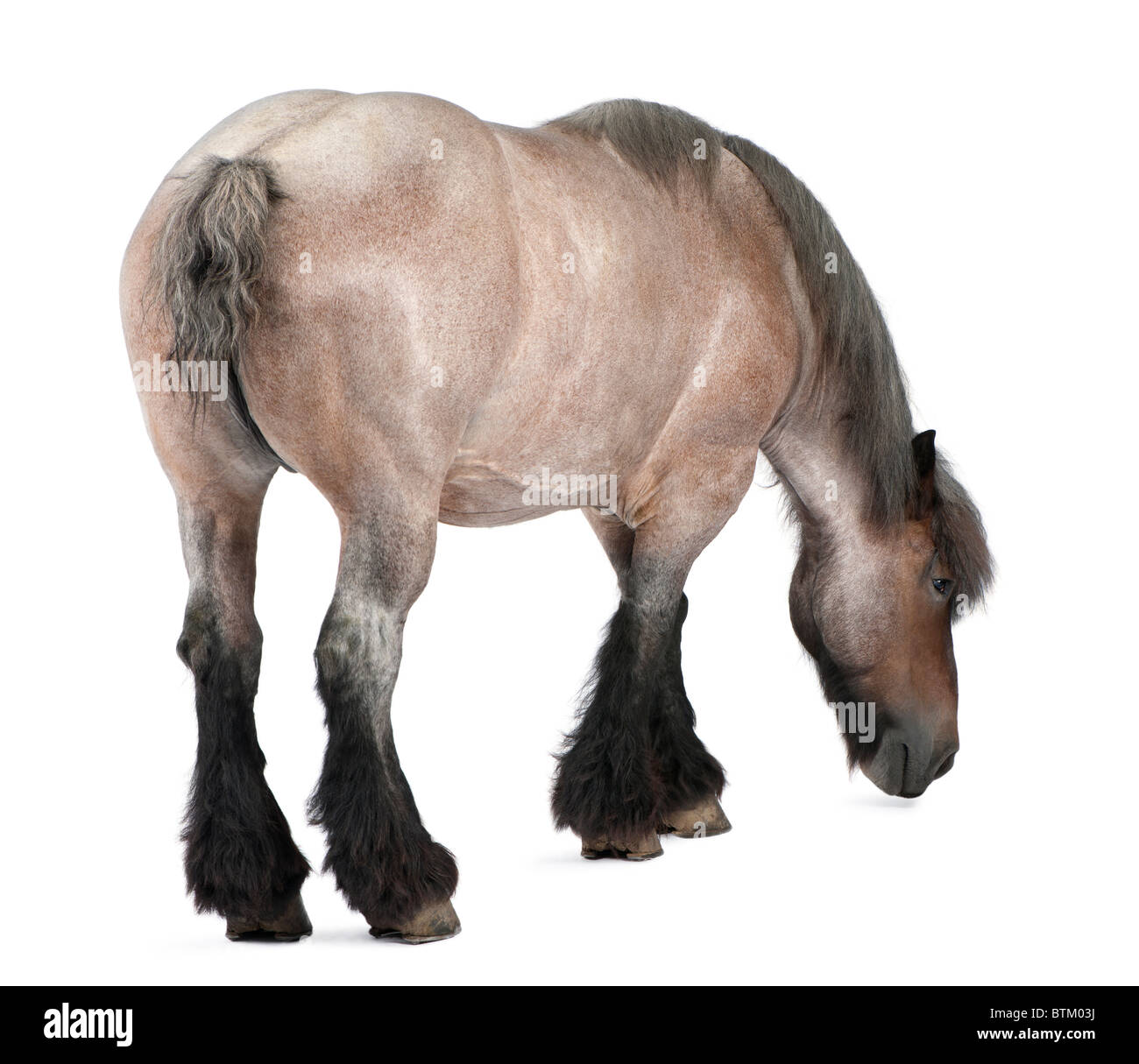 Caballo belga, caballo, Brabancon pesada belga, un proyecto de raza de caballo, de 11 años, parados delante de un fondo blanco Foto de stock