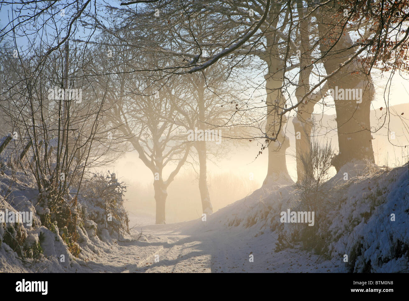 Reino Unido Escocia Misty Tayside árboles en invierno Foto de stock