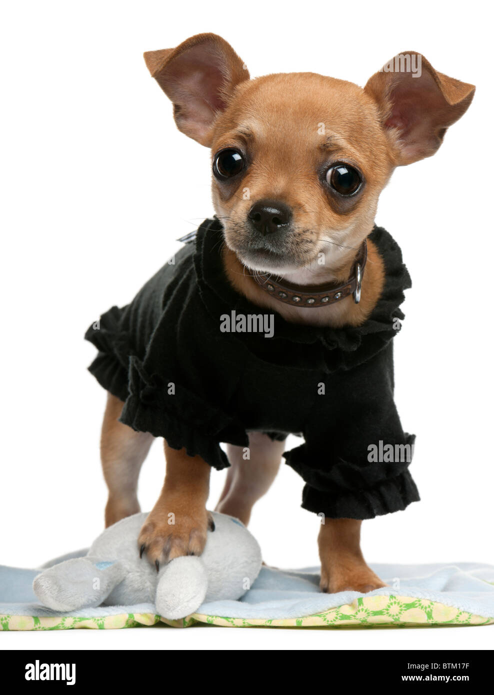 Chihuahua cachorro, de 4 meses de edad, vestido y de pie delante de un  fondo blanco Fotografía de stock - Alamy