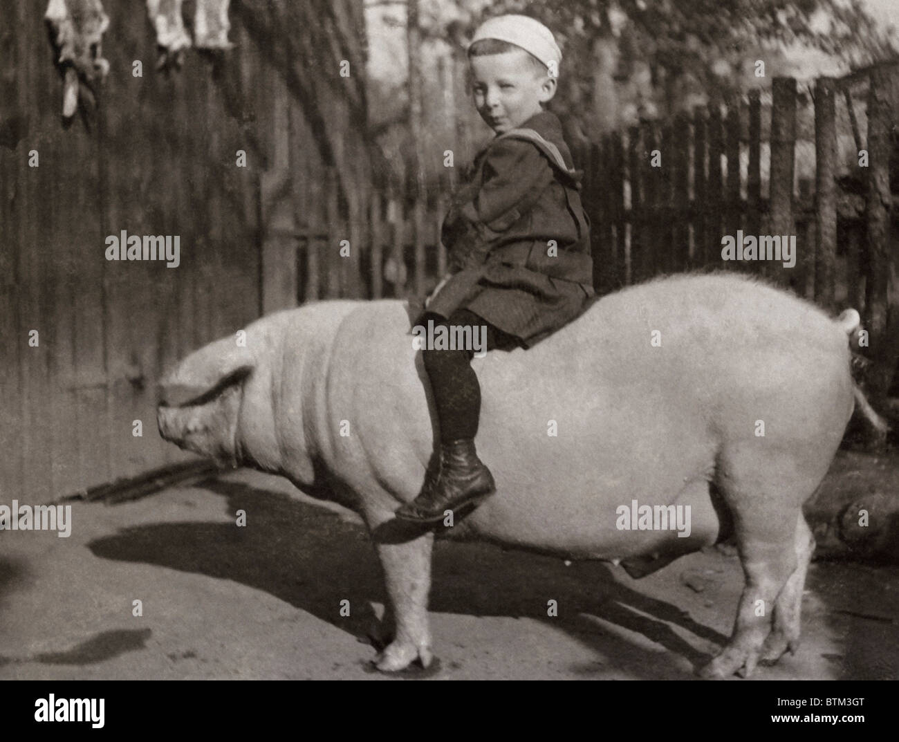 Foto histórica (1910) de un niño cabalgando sobre un cerdo Foto de stock