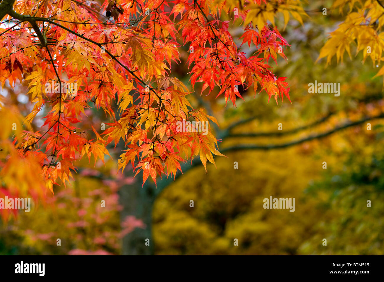 Imagen cercana de la vibrante otoño/caída de color deja de Acer Palmatum el arce japonés, imagen tomada contra un fondo blando. Foto de stock