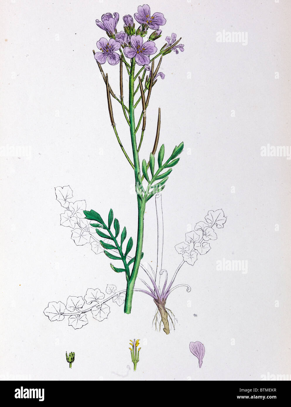 Impresión botánicos, pradera Lady's smock, del siglo XIX. Foto de stock