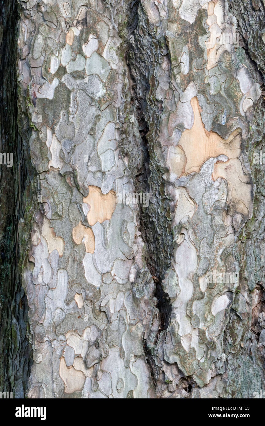 Unión pino negro (Pinus nigra) cerca de la corteza Cambridgeshire garden Inglaterra Europa Foto de stock