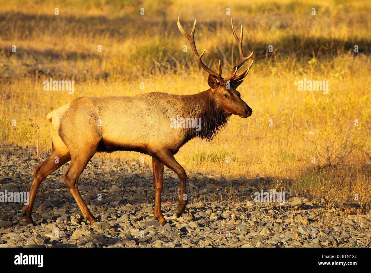 Un Tule Elk toro caminando a través de un lecho de río seco. Foto de stock