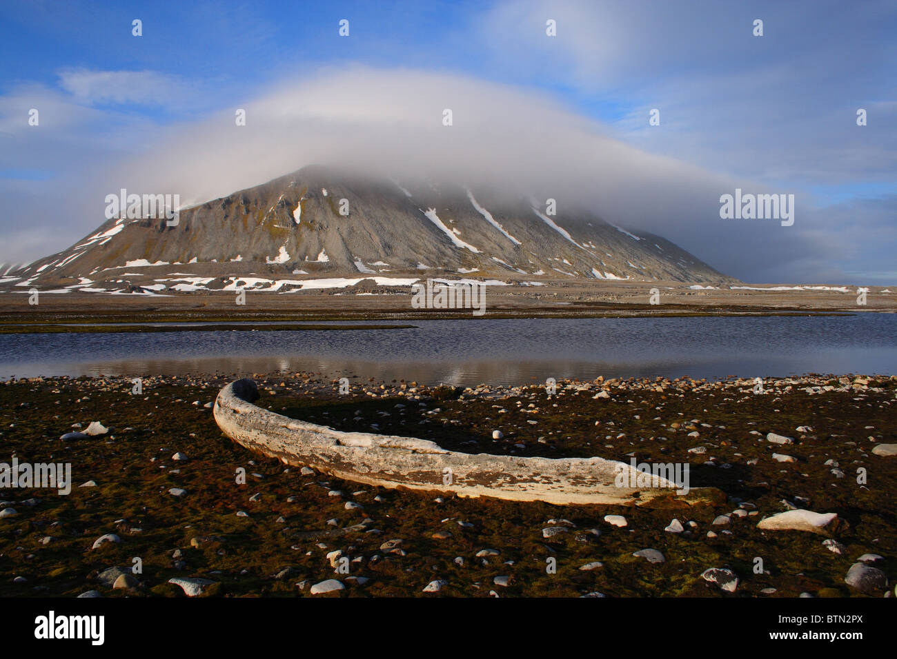 Costilla de ballena en el musgo, Sorkappland, Spitsbergen (monte Hohenlohefjellet en el fondo) Foto de stock