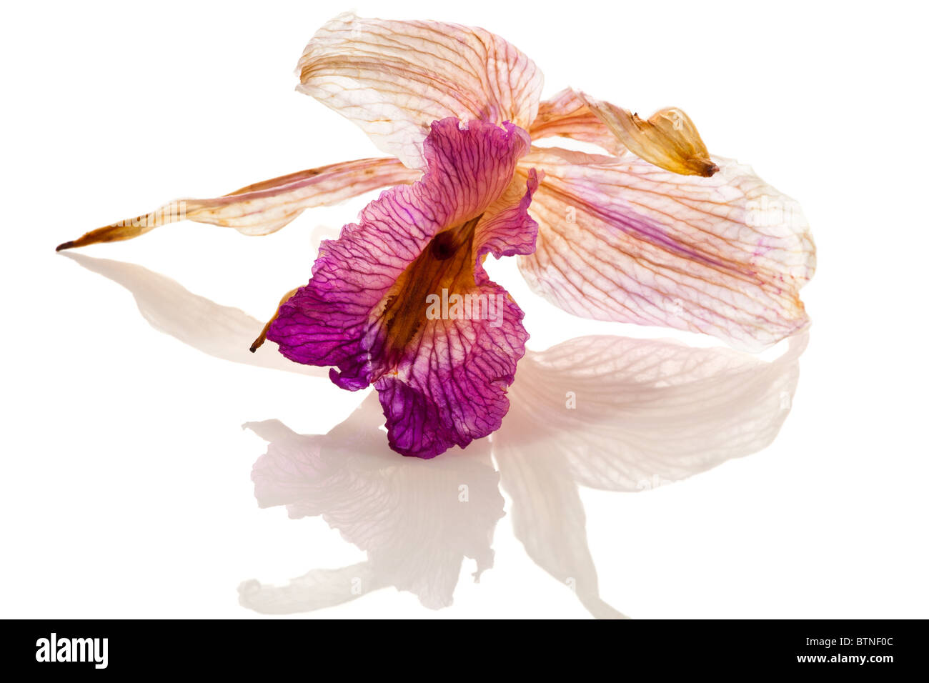 Single white dry orchid flower Imágenes recortadas de stock - Alamy