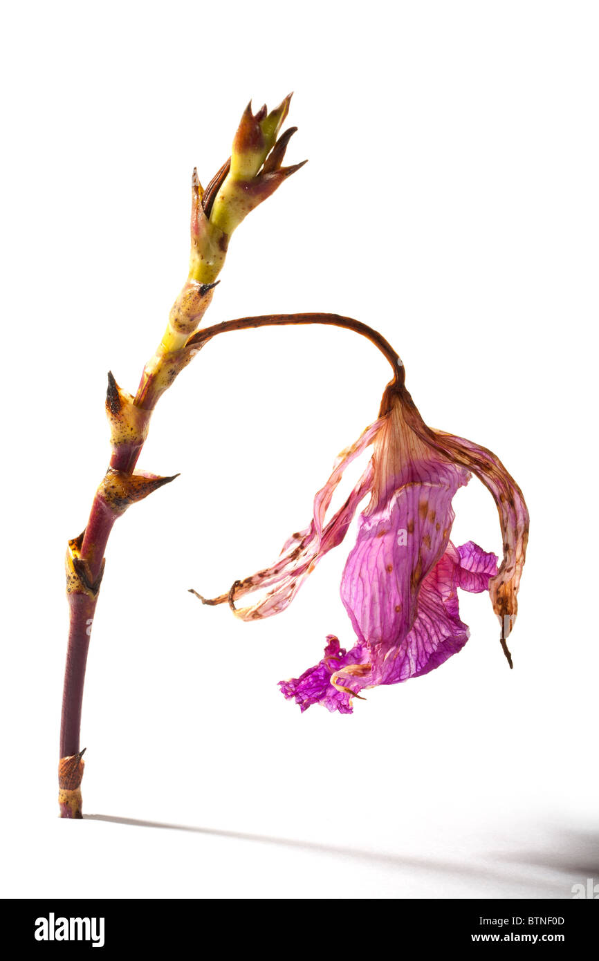 El color púrpura orquídea que está secando Fotografía de stock - Alamy