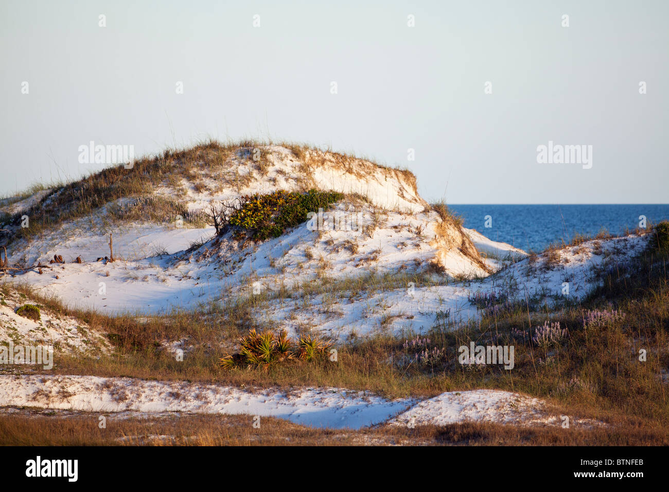 Dunas de arena en la costa del golfo de Florida. Foto de stock
