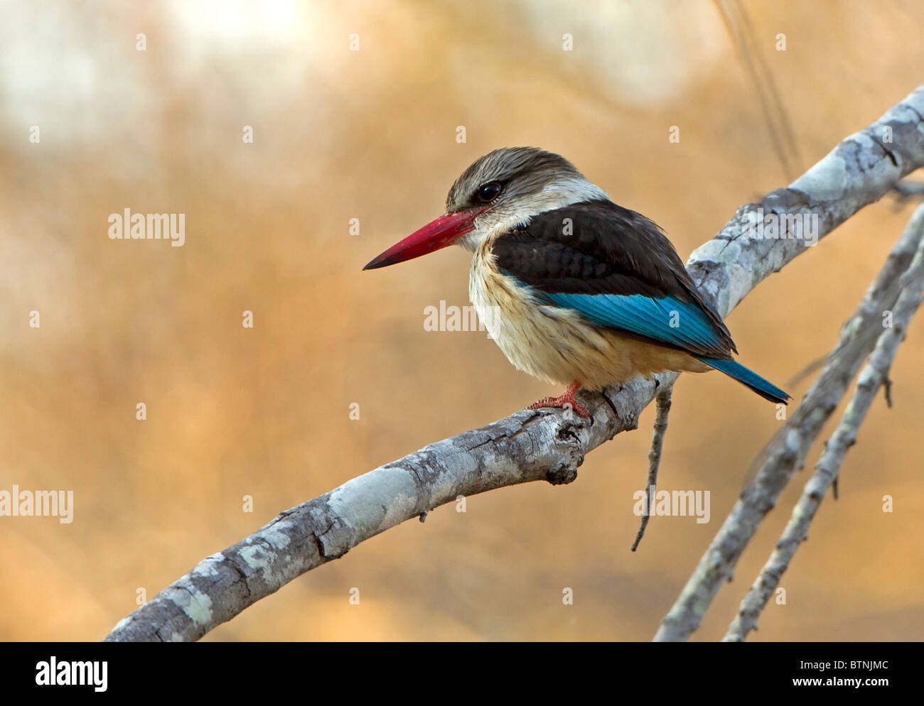 Brown-Hooded Kingfisher en rama, el Parque Nacional Kruger, Sudáfrica. Foto de stock