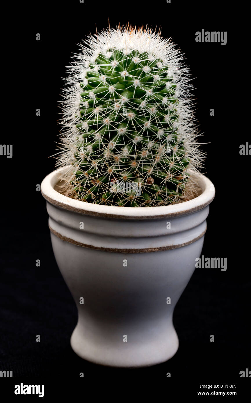 Espinoso cactus en una maceta Foto de stock