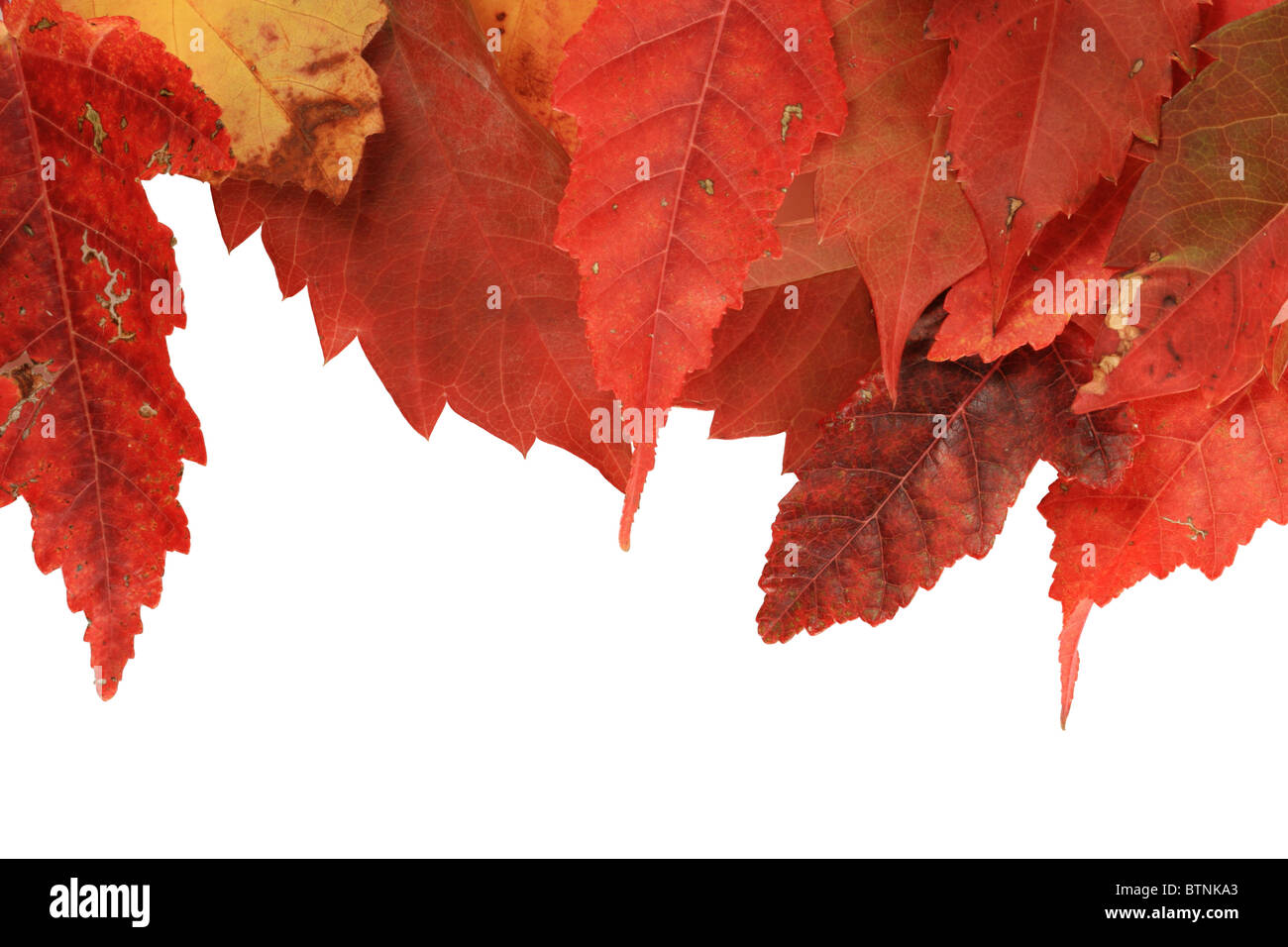 Rojo otoñal hojas a lo largo del borde superior de un fondo blanco. Foto de stock