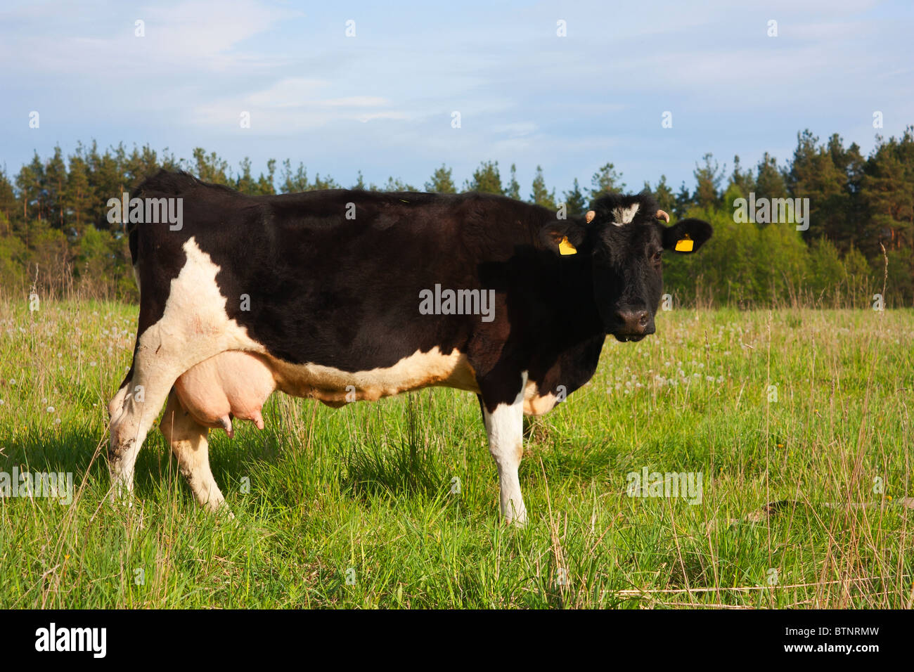 En la pradera de vaca Foto de stock